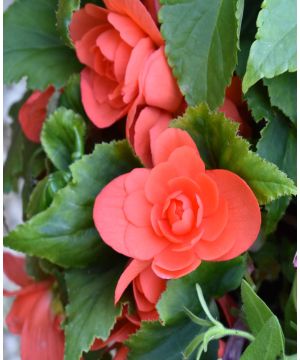 Begonia Illumination Salmon Pink