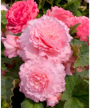 Begonia Majestic Soft Pink
