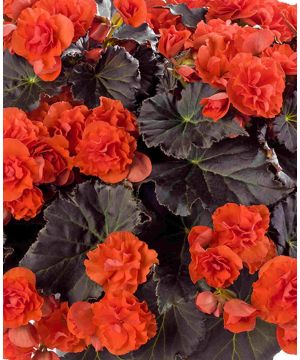 Begonia Solenia Chocolate Orange