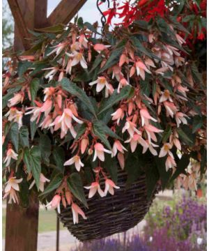 Begonia boliviensis Starshine Apple Blossom