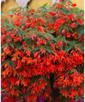 Begonia boliviensis Starshine Orange
