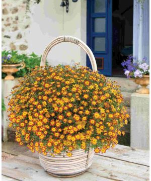 Bidens ferulifolia Blazing Glory 
