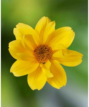 Bidens Brazen Happy Sun 