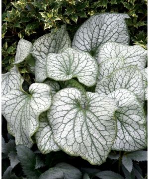 Brunnera macrophylla Alexanders Great