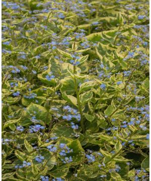 Brunnera macrophylla Hadspen Cream