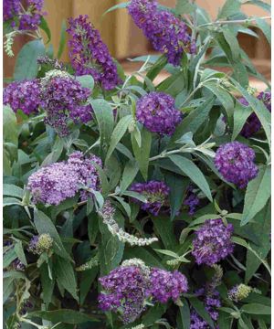Buddleja True Blue