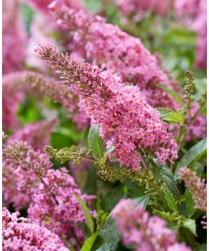 Buddleja davidii Butterfly Candy Little Pink