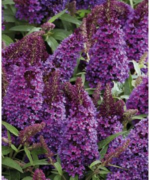 Buddleja Butterfly Candy Little Purple