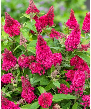 Buddleja Little Candy