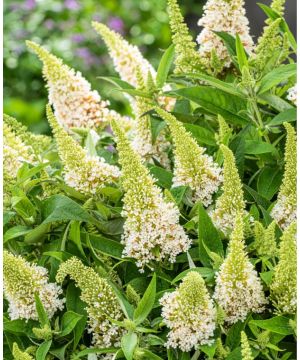 Buddleja Butterfly Candy Little White