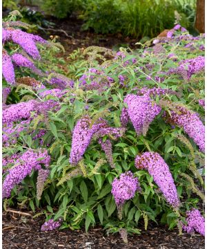 Buddleja hybrida Violet Cascade