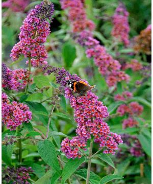 Buddleja weyeriana Flower Power
