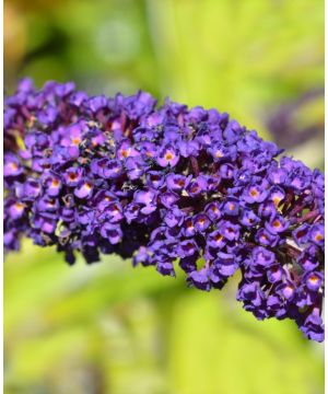 Buddleja davidii Empire Blue