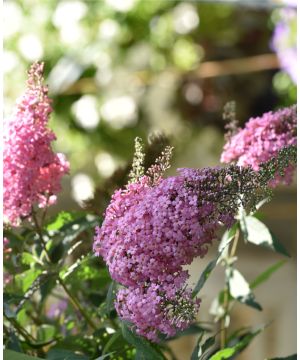 Buddleja hybrida Pink Cascade