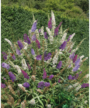 Buddleja Tricolor