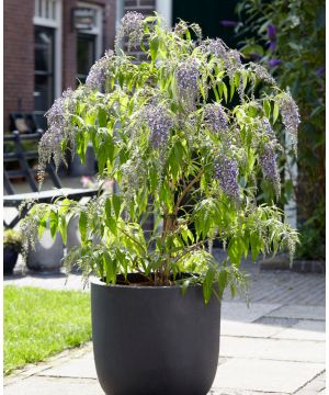 Buddleja davidii Wisteria Lane