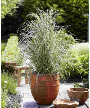 Calamagrostis acutiflora Overdam