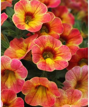 Calibrachoa Chameleon Atomic Orange