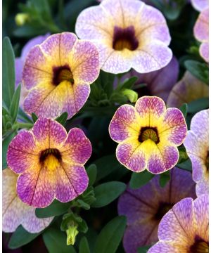 Calibrachoa hybrida Chameleon Blueberry Scone