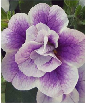 Calibrachoa Calita Double Blue Bicolor
