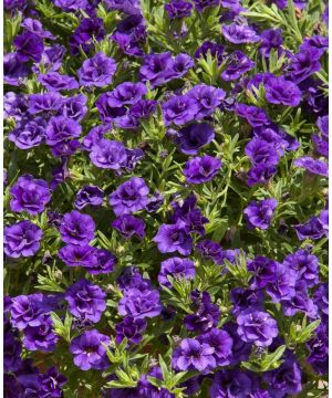 Calibrachoa Calita Double Blue