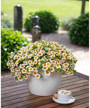 Calibrachoa Calitastic Cappuccino