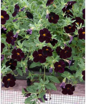 Calibrachoa Can Can Black Cherry