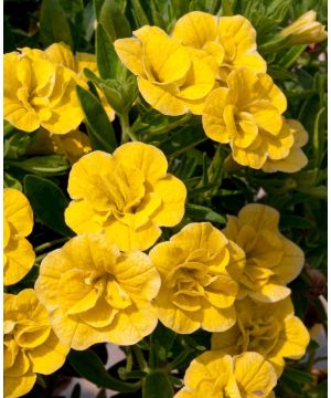 Calibrachoa Can-Can Double Dark Yellow