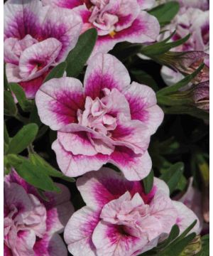 Calibrachoa Can-Can Double PinkTastic