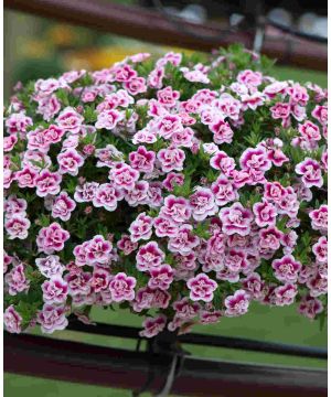 Calibrachoa Double Can Can PinkTastic