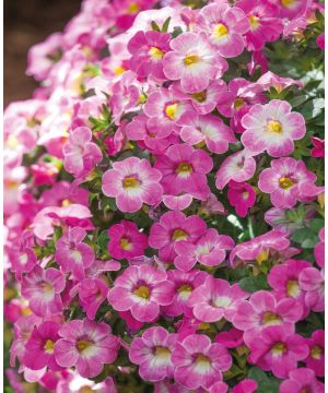 Calibrachoa hybrida Chameleon Pink Diamond