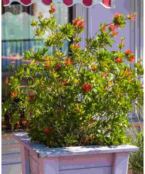 Callistemon Masotti Mini Red