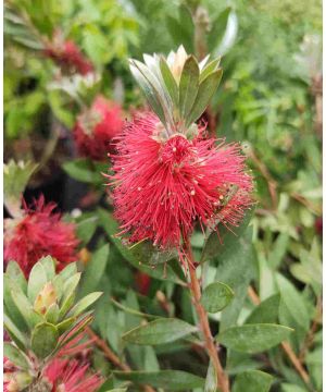 Callistemon Masotti Mini Red