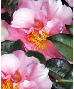 Camellia High Fragrance