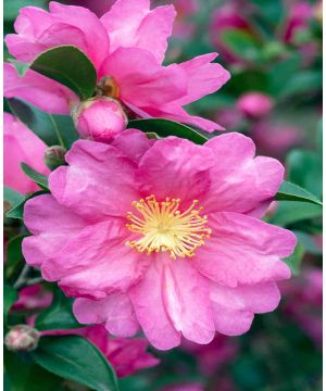 Camellia sansanqua 'Kanjiro' 