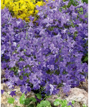 Campanula Birch Hybrid