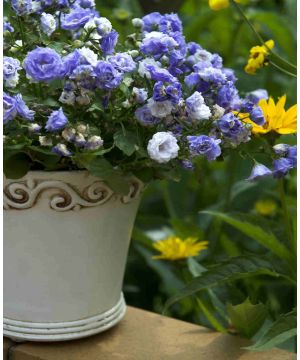 Campanula x haylodgensis