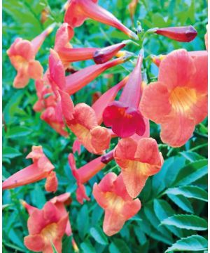 Campsis x tagliabuana Madame Galen
