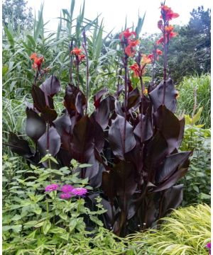 Canna Tropicanna Black
