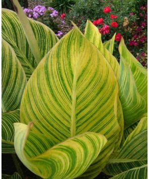Canna Tropicana Gold