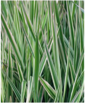 Carex morrowii Ice Dance