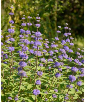 Caryopteris x clandonensis Worcester Gold