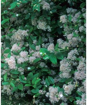 Ceanothus thyrsiflorus Millerton Point