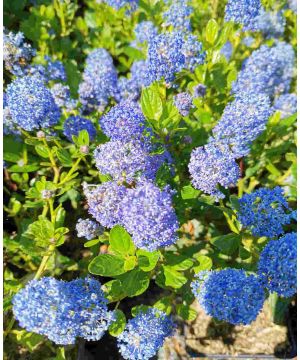 Ceanothus impressus Victoria