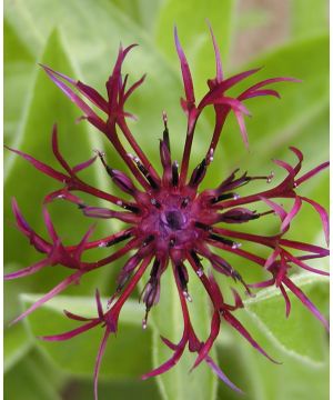 Centaurea Montana Jordy