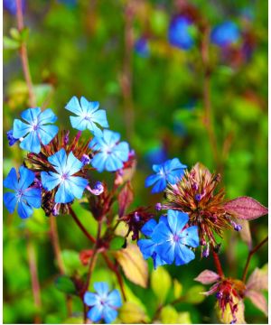 Ceratostigma Summer Skies