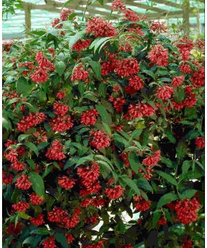 Cestrum elegans