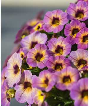 Calibrachoa Chameleon Blueberry Scone 