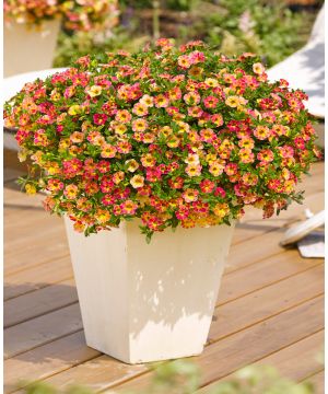 Calibrachoa Chameleon Sunshine Berry Imp.