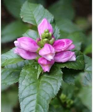 Chelone lyonii Hot Lips